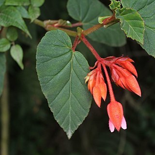 Begonia ferruginea unspecified picture