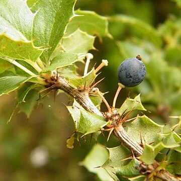 Berberis grevilleana unspecified picture