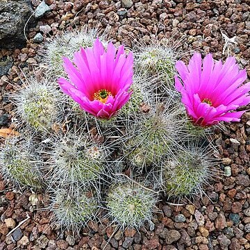 Echinocereus stramineus unspecified picture