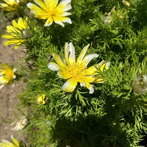 Adonis turkestanica unspecified picture