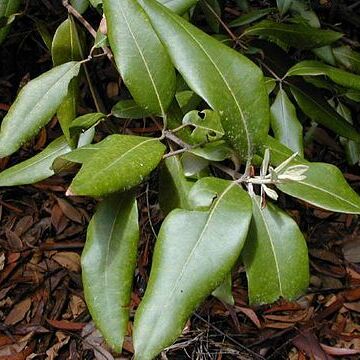 Syncarpia unspecified picture
