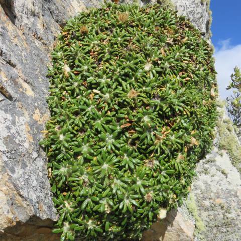 Oldenburgia paradoxa unspecified picture
