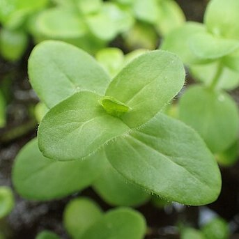 Bacopa lanigera unspecified picture