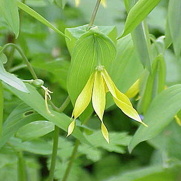 Uvularia unspecified picture
