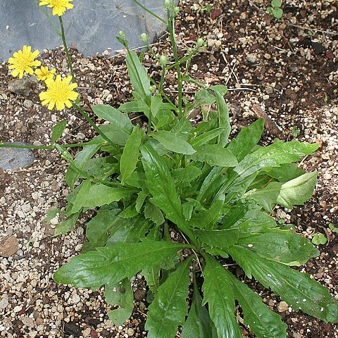 Tolpis glabrescens unspecified picture