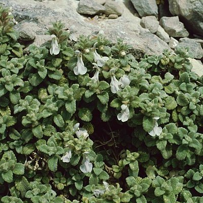 Stachys ionica unspecified picture