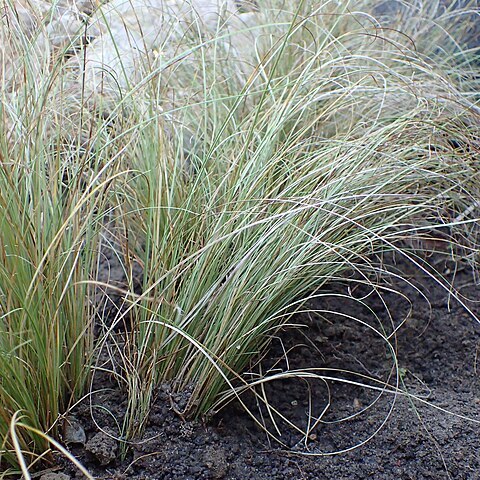 Poa buchananii unspecified picture