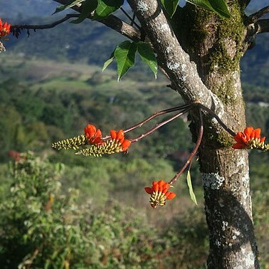 Erythrina edulis unspecified picture