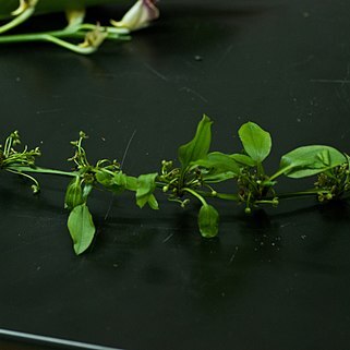 Caldesia grandis unspecified picture