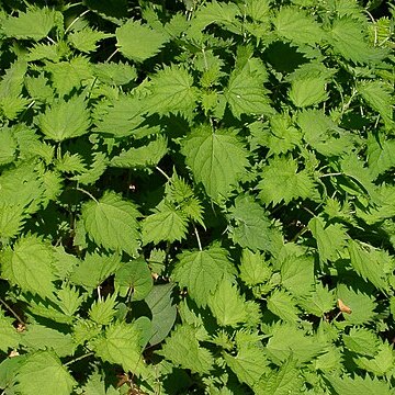 Urtica thunbergiana unspecified picture