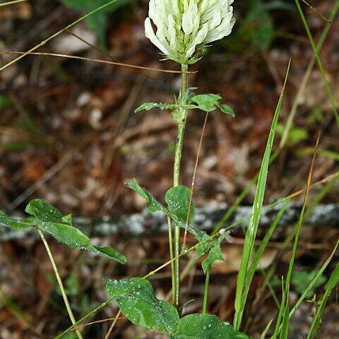 Trifolium canescens unspecified picture