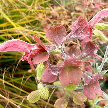 Salvia lanceolata unspecified picture
