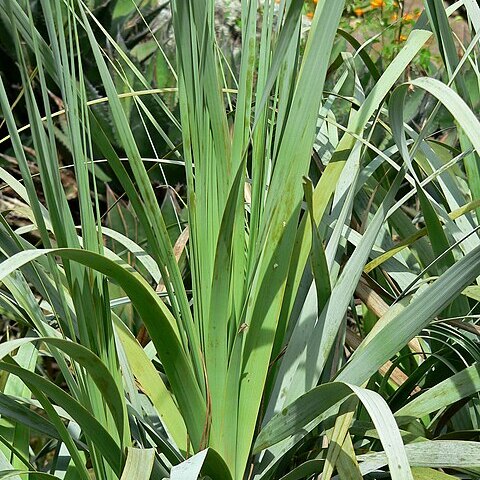 Nolina interrata unspecified picture