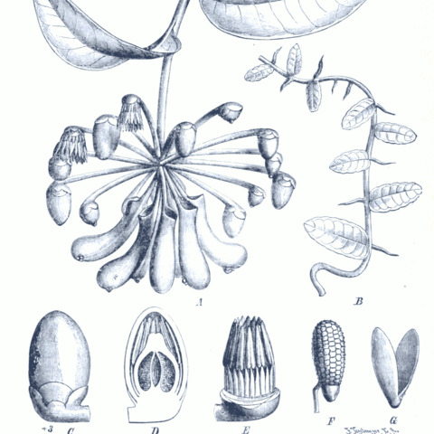 Marcgraviaceae unspecified picture
