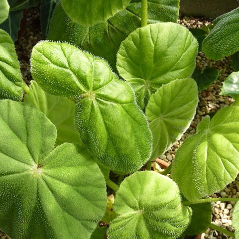 Begonia karwinskyana unspecified picture