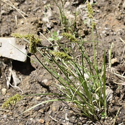 Carex laevissima unspecified picture