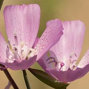 Clarkia dudleyana unspecified picture