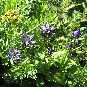 Swertia obtusa unspecified picture