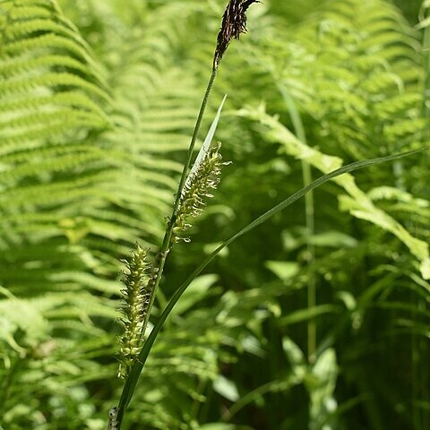 Carex drymophila unspecified picture