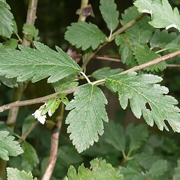 Hedlundia schwarziana unspecified picture