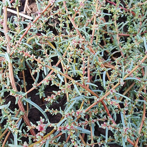 Suaeda corniculata unspecified picture