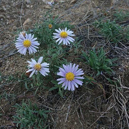 Aster altaicus unspecified picture