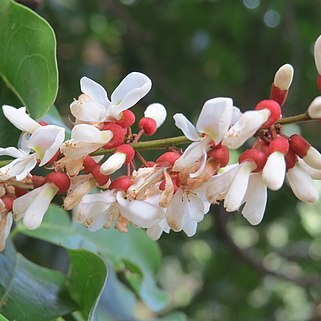Derris scandens unspecified picture