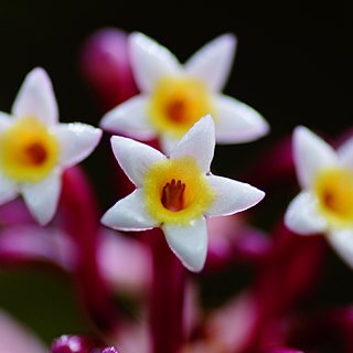 Chassalia unspecified picture