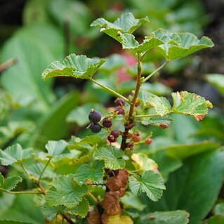 Ribes fragrans unspecified picture