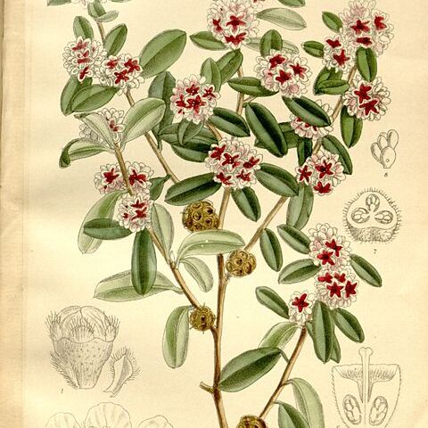Taxandria unspecified picture