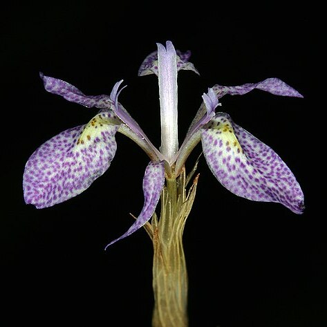 Moraea simulans unspecified picture