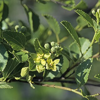 Grewia vernicosa unspecified picture