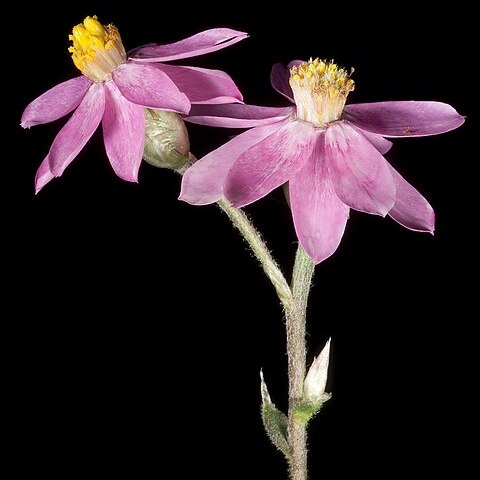 Schoenia cassiniana unspecified picture