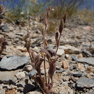 Phacelia incana unspecified picture