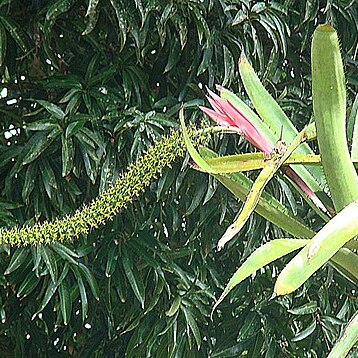 Aechmea setigera unspecified picture
