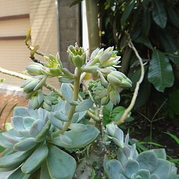 Sinocrassula indica unspecified picture
