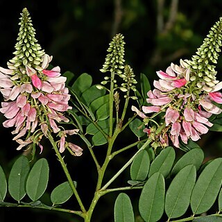 Indigofera jucunda unspecified picture