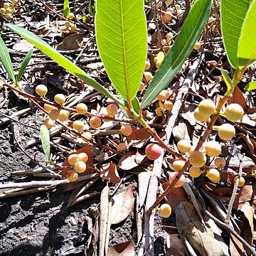 Ficus verruculosa unspecified picture
