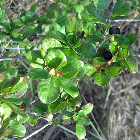 Erithalis unspecified picture
