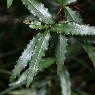 Berberis ravenii unspecified picture
