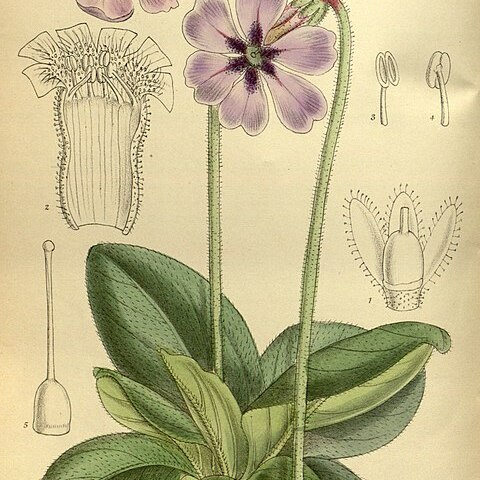 Omphalogramma unspecified picture