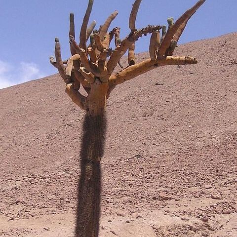 Browningia unspecified picture