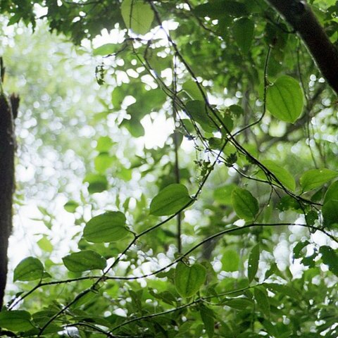 Smilax canariensis unspecified picture