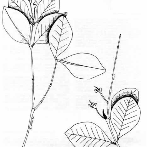 Psidium sintenisii unspecified picture