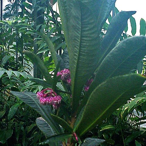 Hymenandra unspecified picture