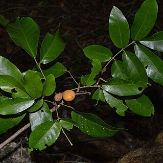 Aglaia mariannensis unspecified picture