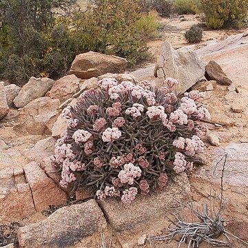 Crassula macowaniana unspecified picture