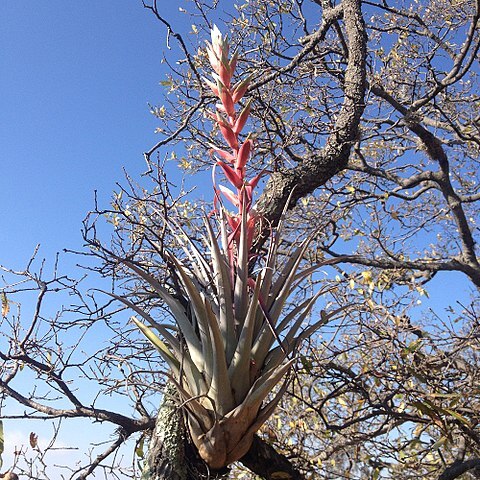 Tillandsia bourgaei unspecified picture