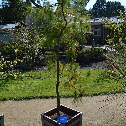 Pinus tecunumanii unspecified picture