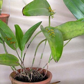 Acianthera binotii unspecified picture